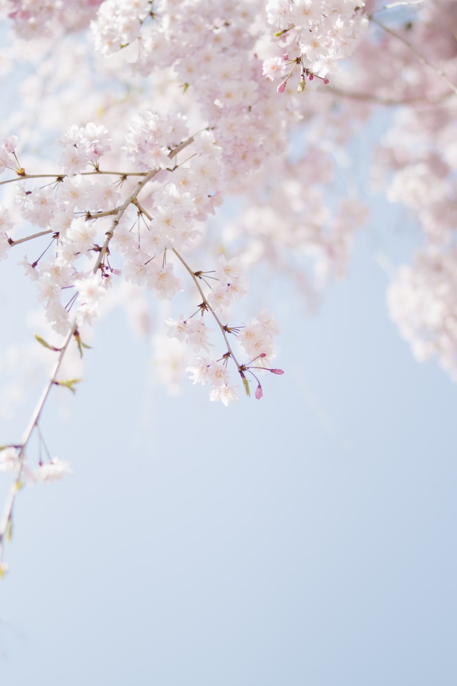 Pale pink blossom branches against a spring sky