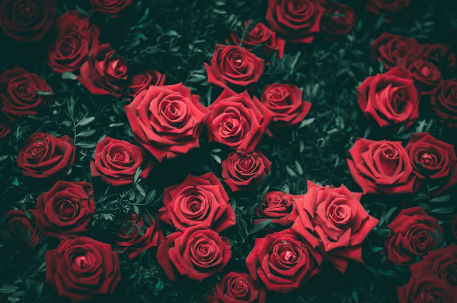 Deep red roses among dark green foliage
