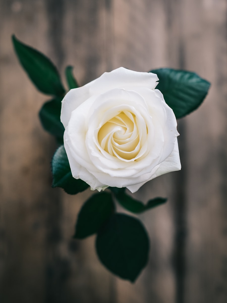 A single white rose with dark leaves against weathered wood